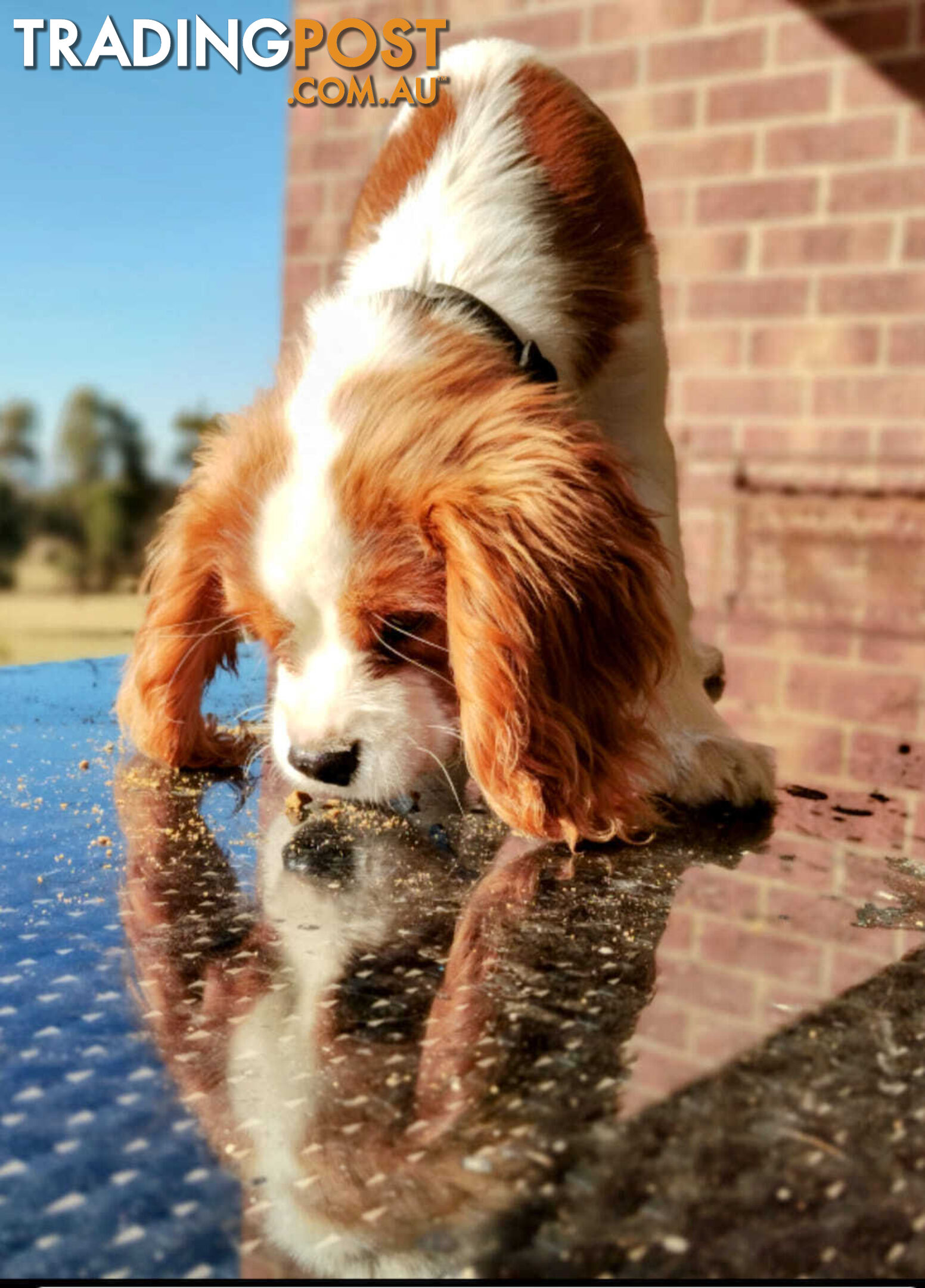 Cavalier King Charles Spaniel STUD SERVICE