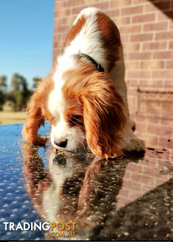 Cavalier King Charles Spaniel STUD SERVICE