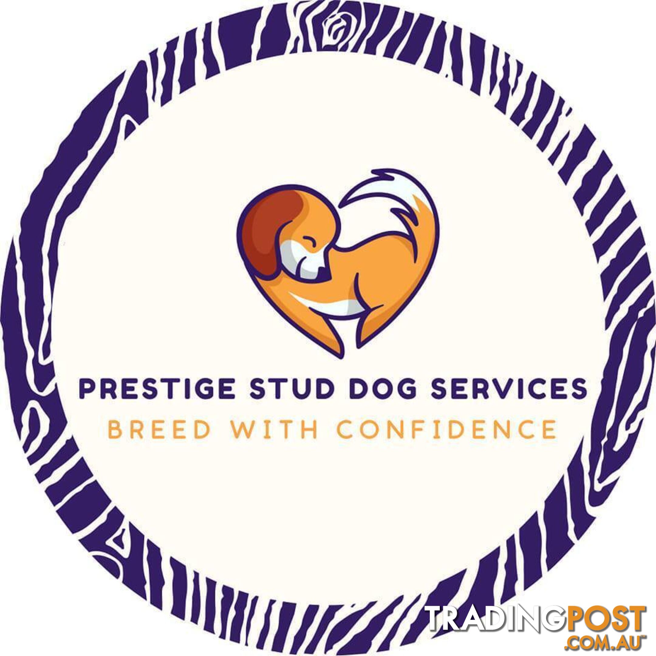 Cavalier King Charles Spaniel STUD SERVICE