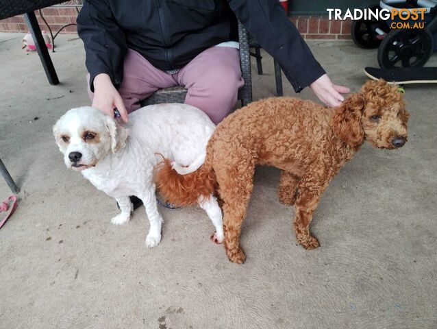 Stunning Chocolate &amp; Red Poodle STUD SERVICE