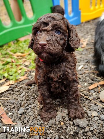 Stunning Chocolate &amp; Red Poodle STUD SERVICE