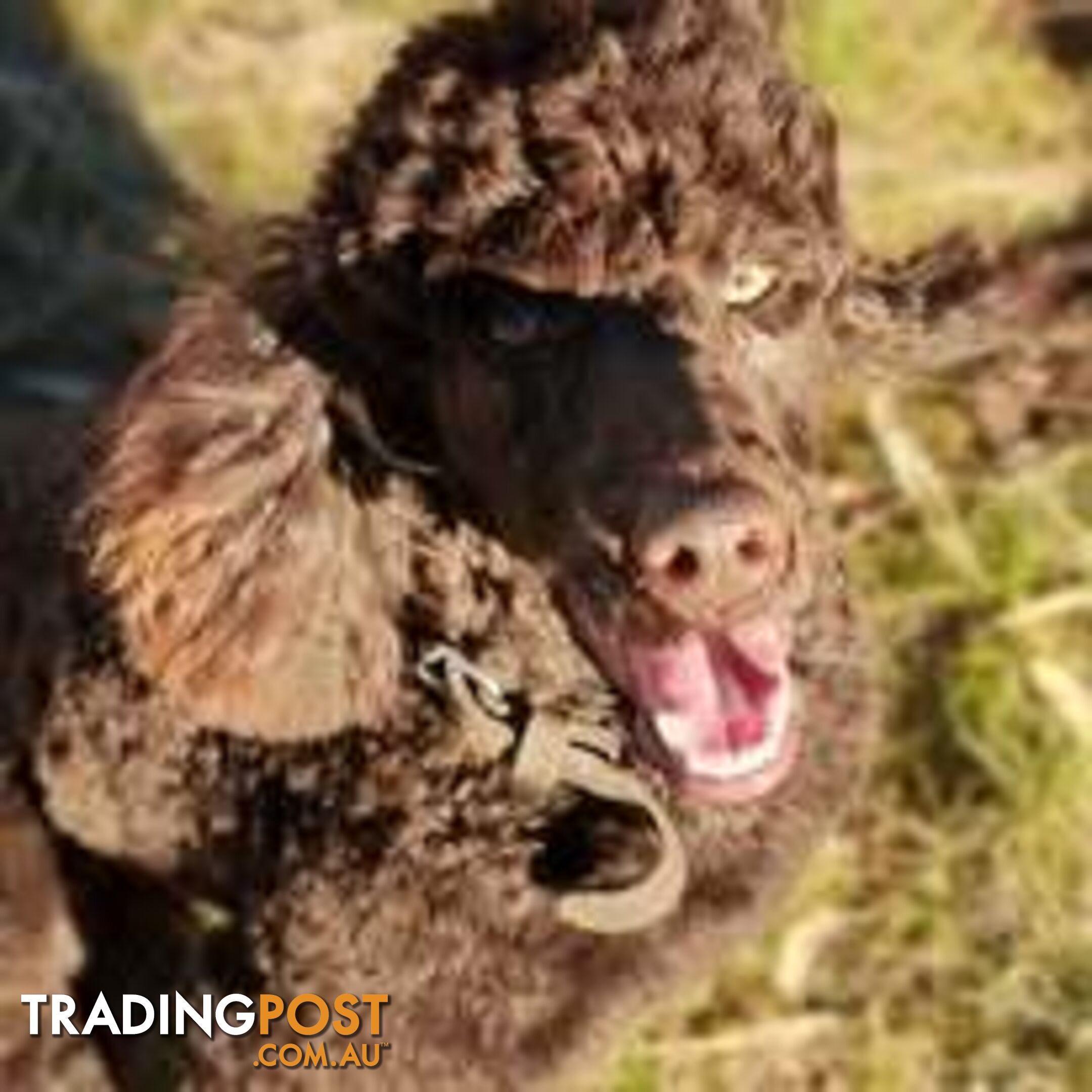 Stunning Chocolate &amp; Red Poodle STUD SERVICE