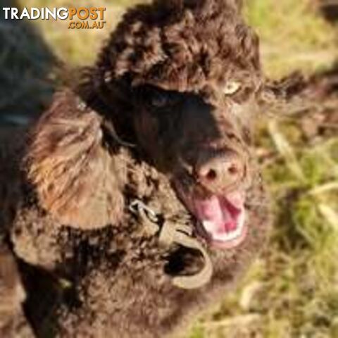 Stunning Chocolate &amp; Red Poodle STUD SERVICE