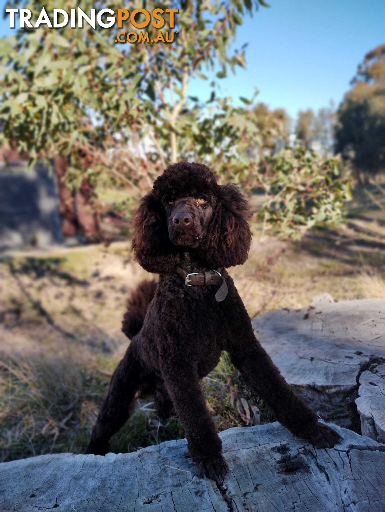 Stunning Chocolate &amp; Red Poodle STUD SERVICE