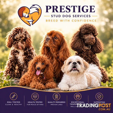 Cavalier King Charles Spaniel, Miniature, Toy Poodle and Shih Tzu PEDIGREE STUDS...