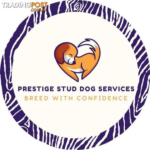 Cavalier King Charles Spaniel, Miniature, Toy Poodle and Shih Tzu PEDIGREE STUDS SERVICE - photo 2 of 18
