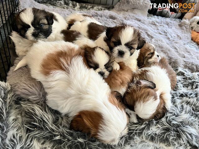 Cavalier King Charles Spaniel, Miniature, Toy Poodle and Shih Tzu PEDIGREE STUDS SERVICE - photo 4 of 18