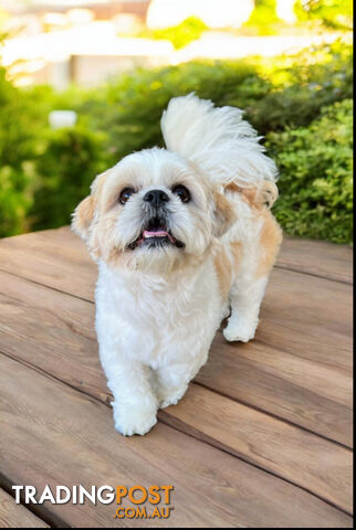Cavalier King Charles Spaniel, Miniature, Toy Poodle and Shih Tzu PEDIGREE STUDS SERVICE - photo 3 of 18