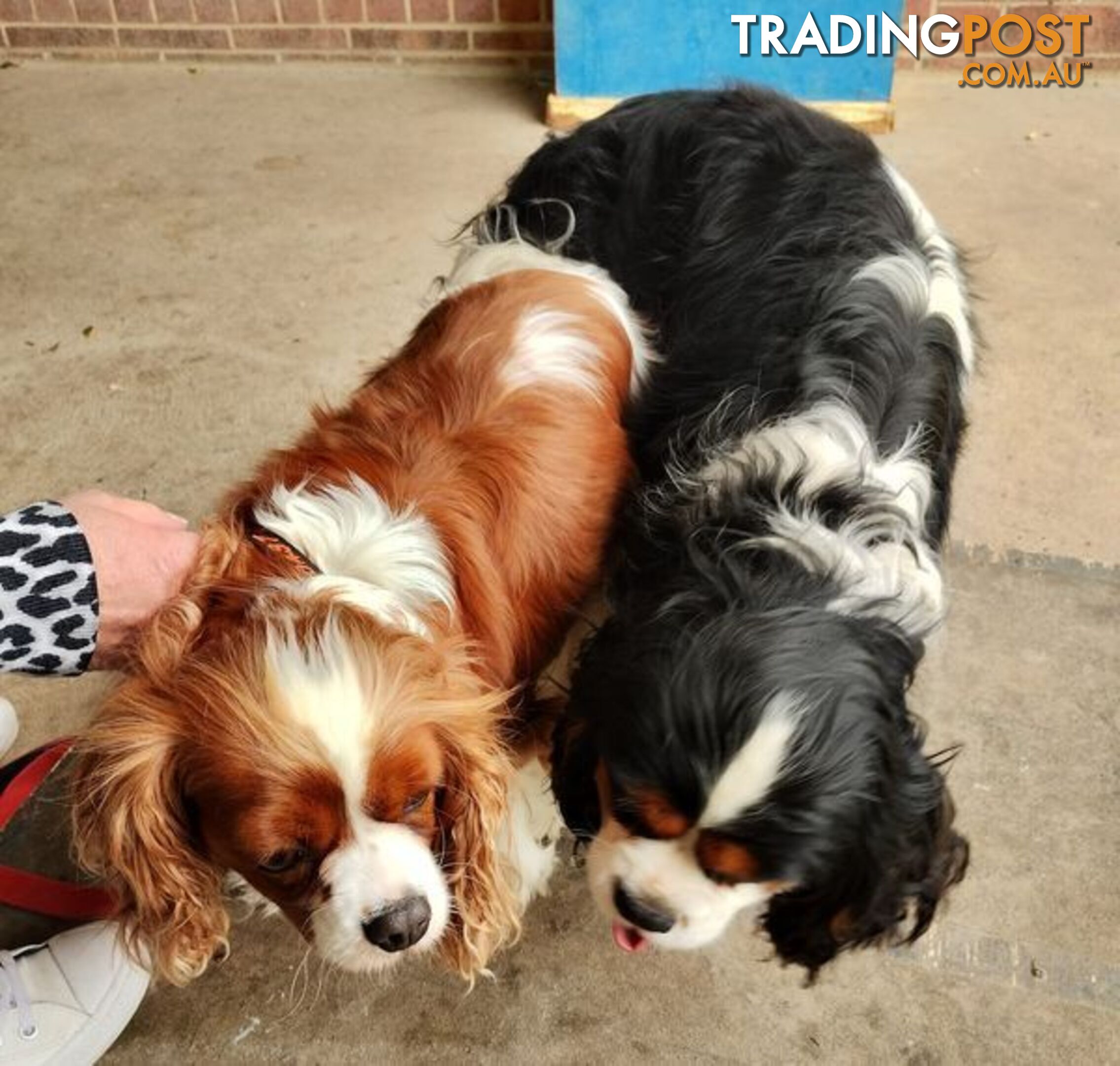 Cavalier King Charles Spaniel STUD SERVICE