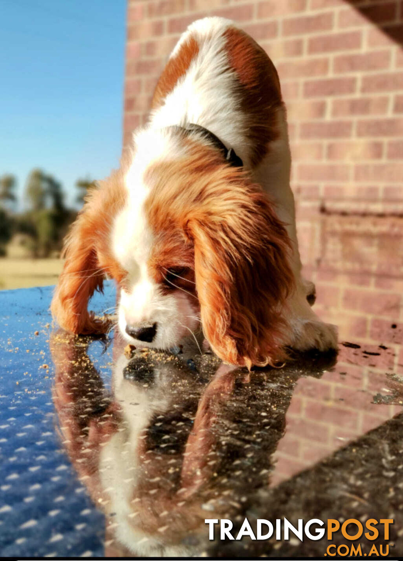 Cavalier King Charles Spaniel STUD SERVICE