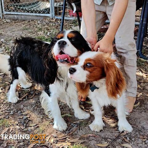 Cavalier King Charles Spaniel STUD SERVICE