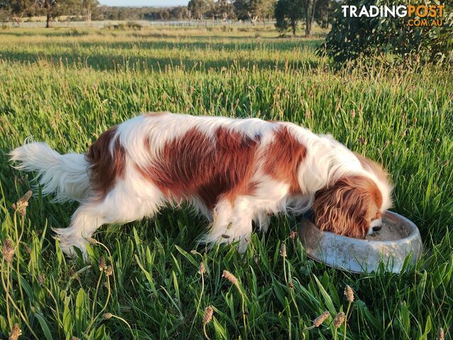 Cavalier King Charles Spaniel STUD SERVICE