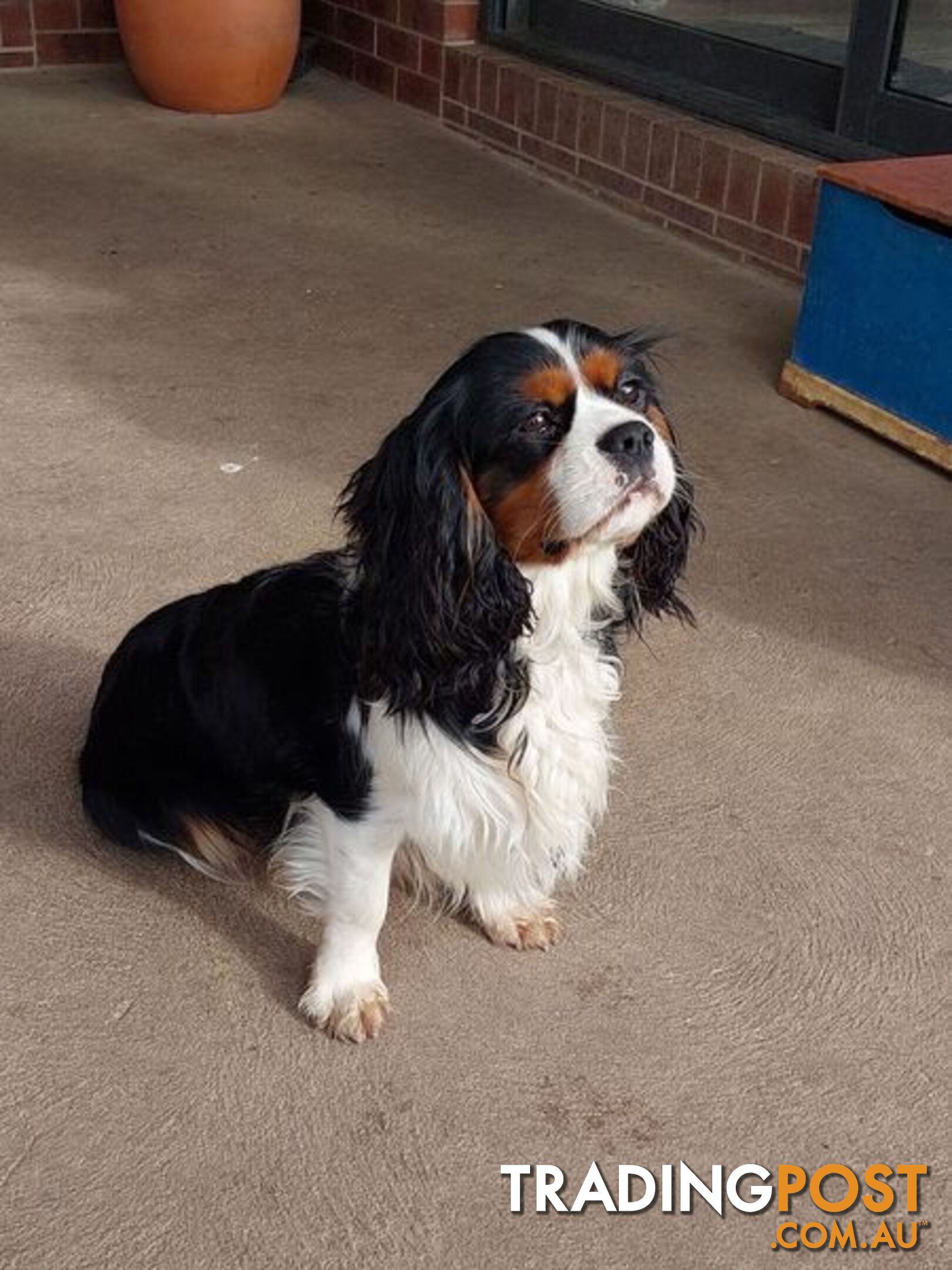 Cavalier King Charles Spaniel STUD SERVICE