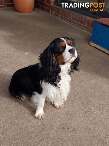 Cavalier King Charles Spaniel STUD SERVICE