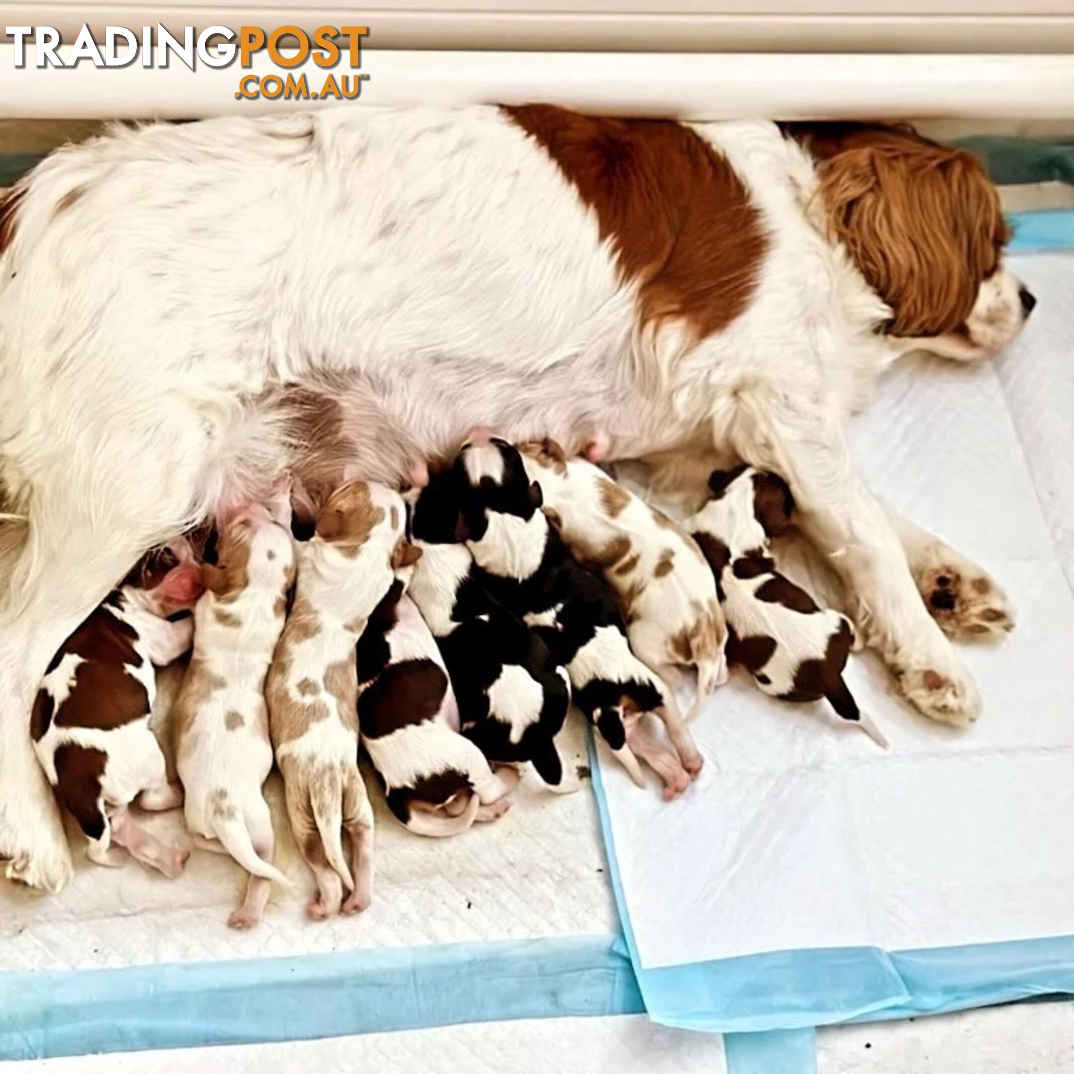 Cavalier King Charles Spaniel STUD SERVICE