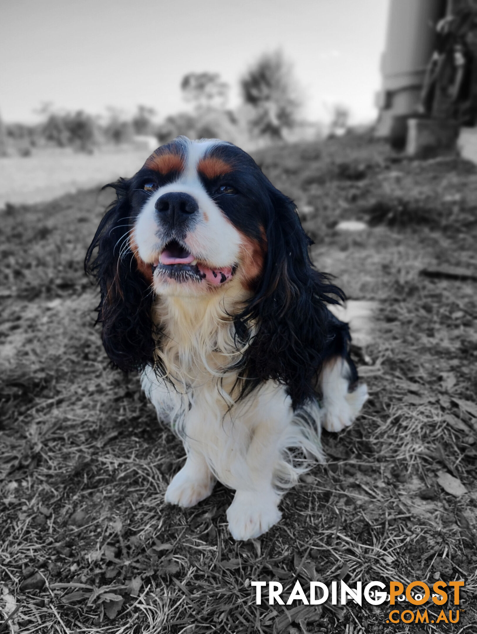 Cavalier King Charles Spaniel STUD SERVICE