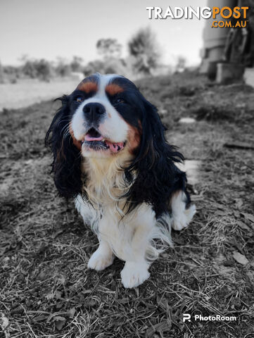 Cavalier King Charles Spaniel STUD SERVICE