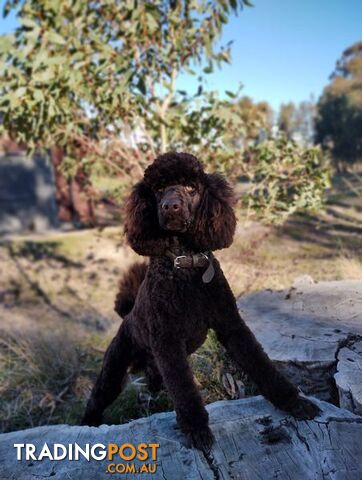 Stunning Chocolate & Red Poodle STUD SERVICE