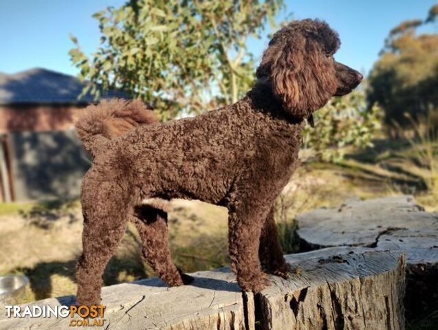 Stunning Chocolate & Red Poodle STUD SERVICE