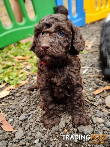 Stunning Chocolate & Red Poodle STUD SERVICE