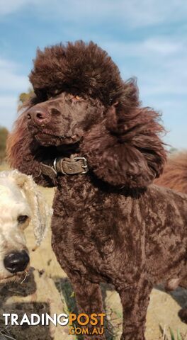 Stunning Pedigree Chocolate &amp; Red Poodle STUD SERVICE