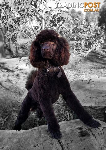 Stunning Pedigree Chocolate & Red Poodle STUD SERVICE