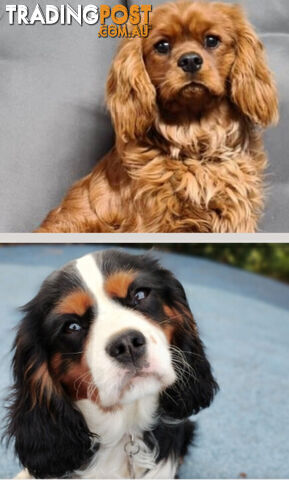 Cavalier King Charles Spaniel STUD SERVICE