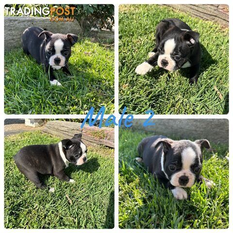 Boston Terrier Pure Bred Pups PEDIGREE WITH PAPERS
