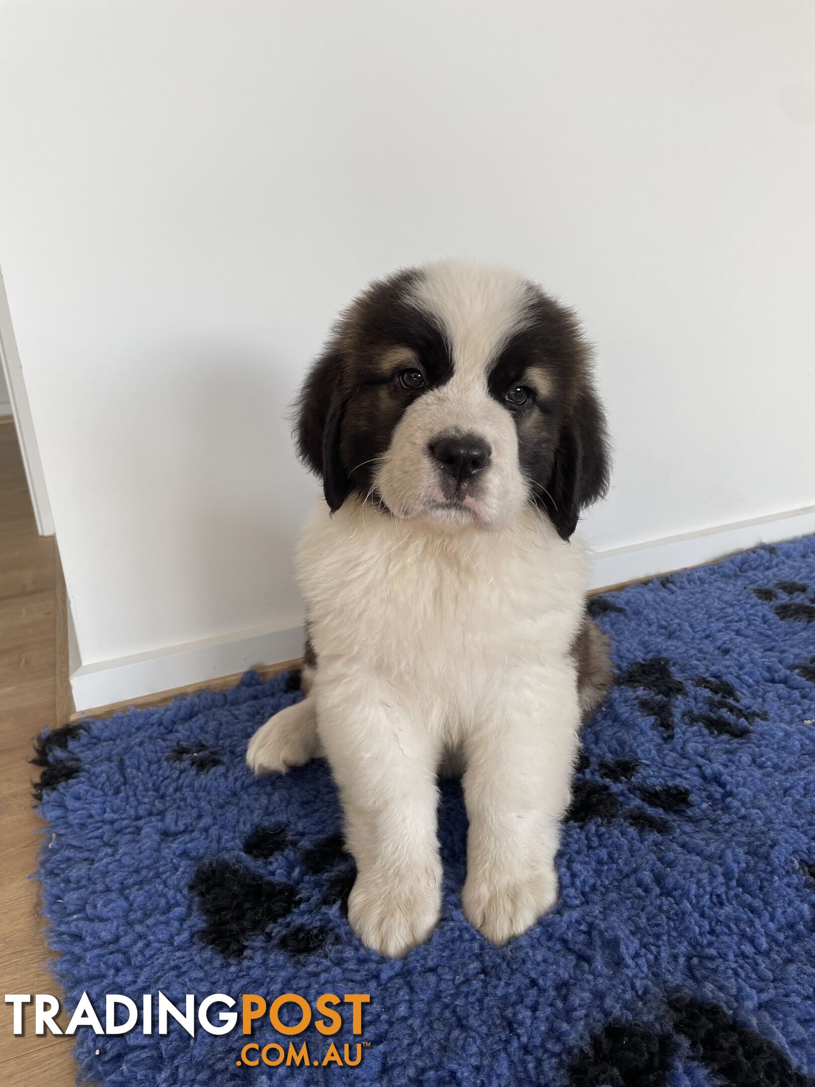 Saint Bernard puppy