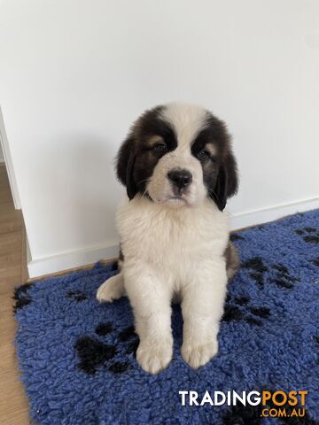 Saint Bernard puppy