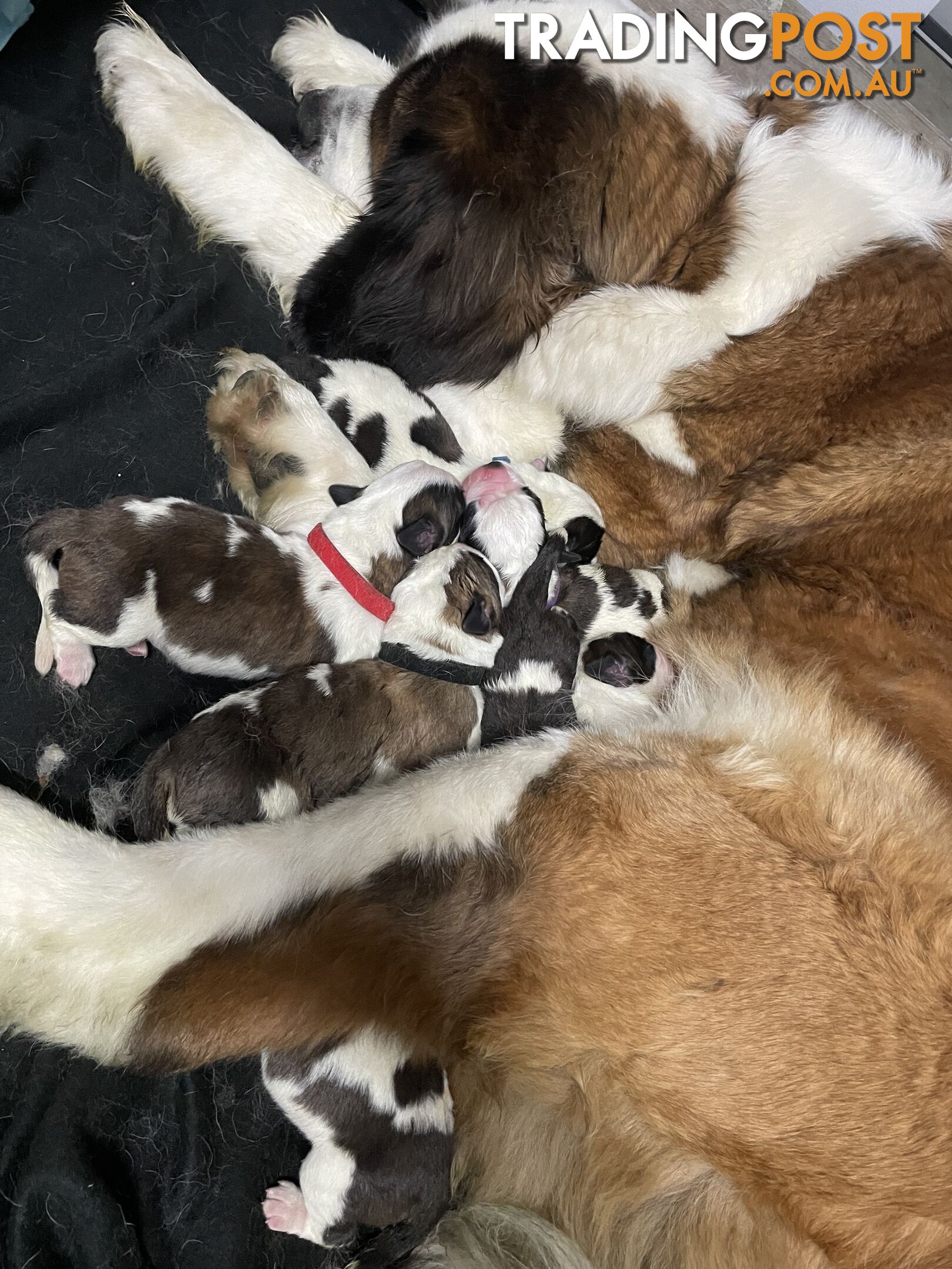 Saint Bernard puppy