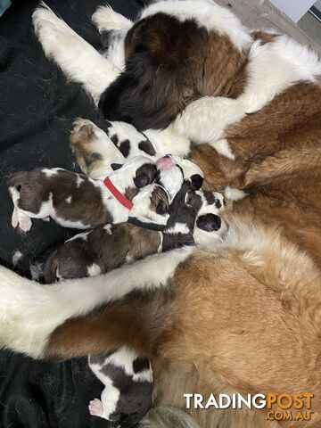 Saint Bernard puppy