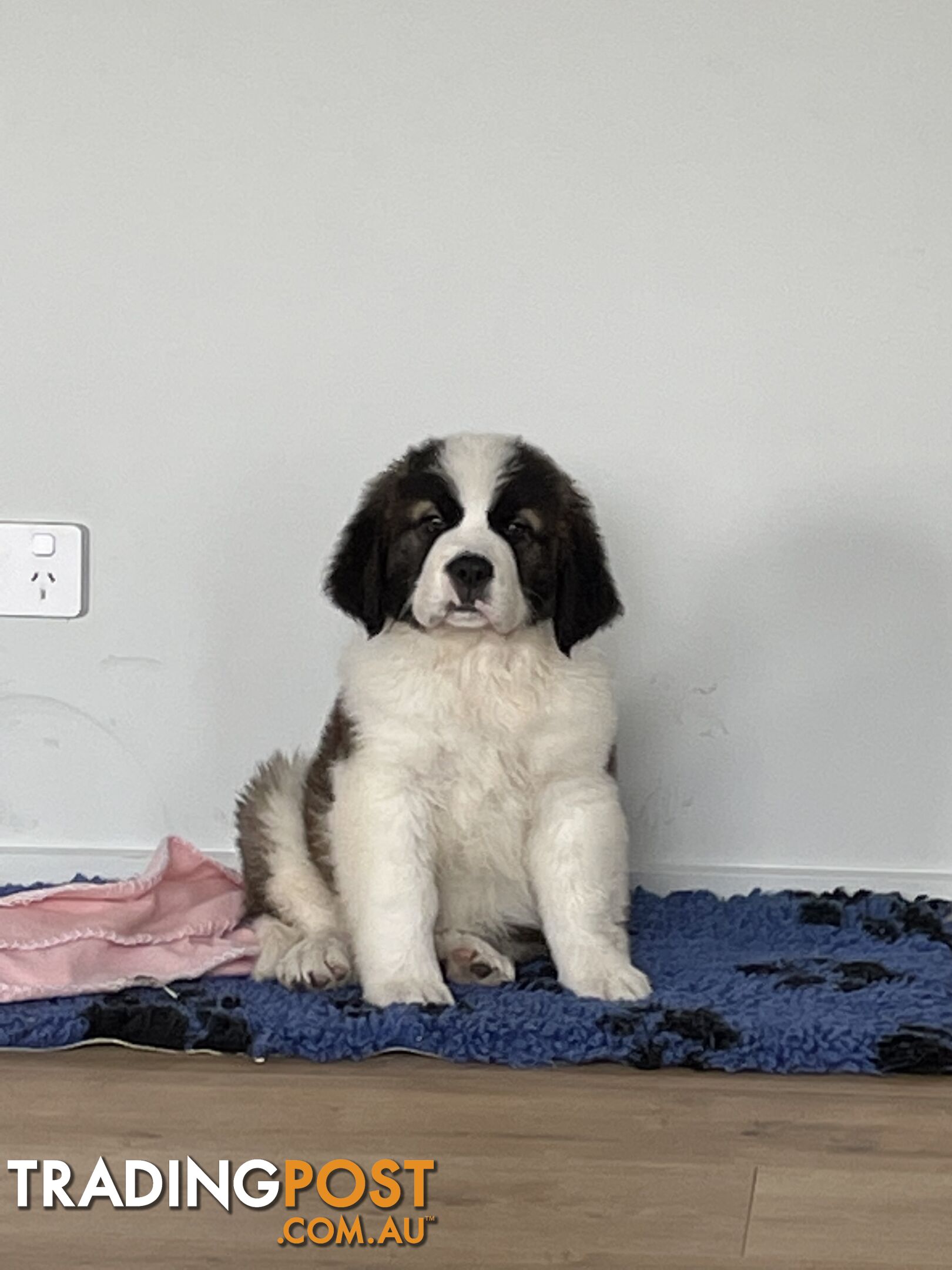 Saint Bernard puppy