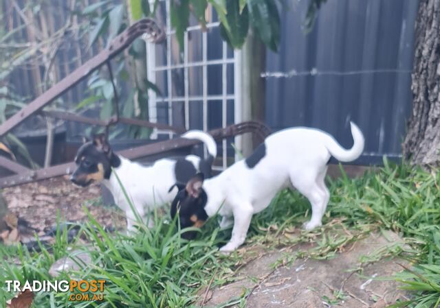 Purebred small mini foxy puppies