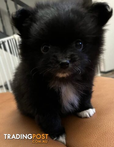 Pomeranian puppies