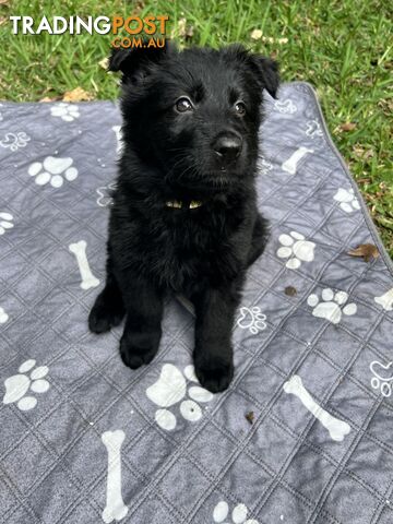 Black Long Coat Purebred German Shepherds