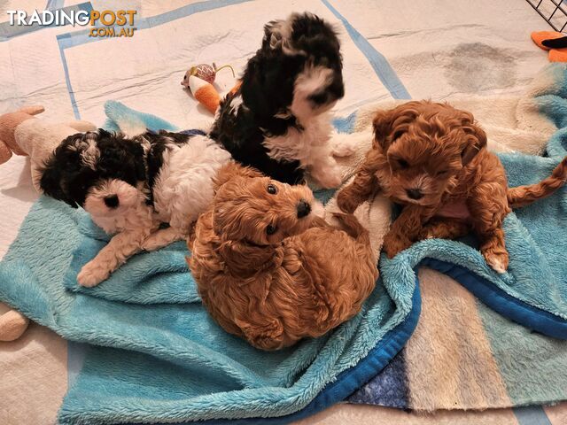 Cavoodle Puppies So Cute &amp; Cuddly