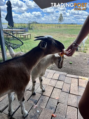 Miniature Goats