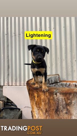 Purebred Kelpies