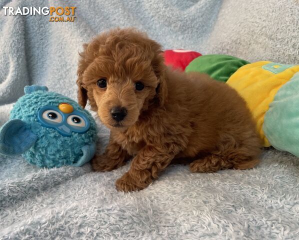 Purebred Toy Poodle
