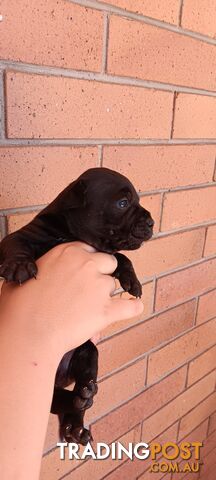 PUREBRED English STAFFY PUPS