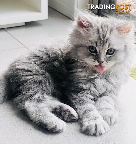 Persian kittens (Male / Female)