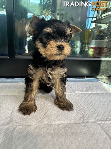 Yorkshire Terrier (Pure Breed)