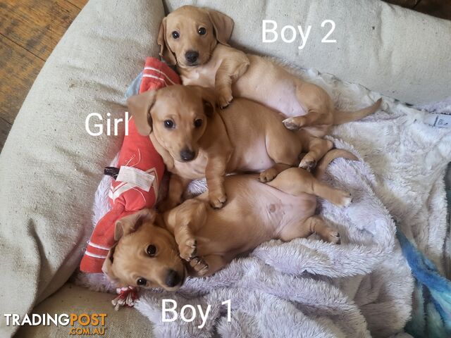 Mini Dachshund puppies