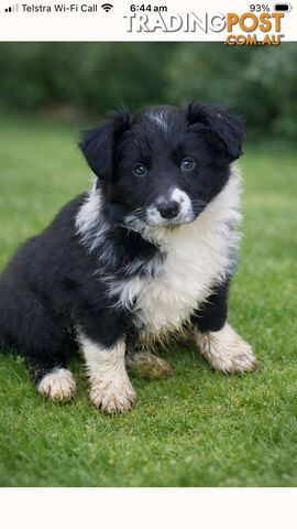 Pure bred boarder collie puppies
