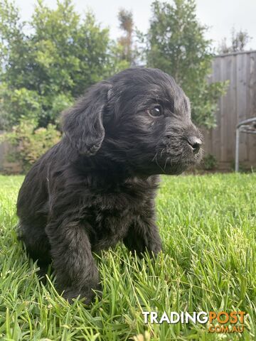 💜💜 Labradoodle  Puppies💙💙