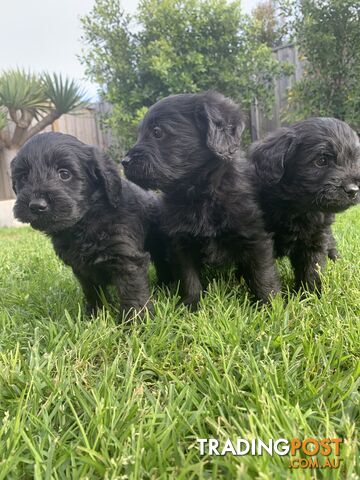 💜💜 Labradoodle  Puppies💙💙