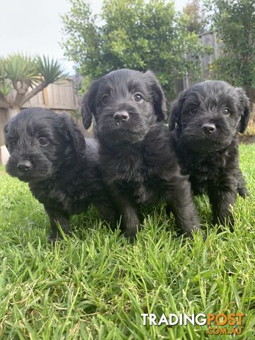 💜💜Quality Labradoodle  Puppies💙💙