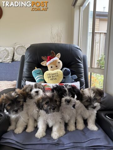 Maltese x Shih Tzu Puppies - 2 boys left!!!