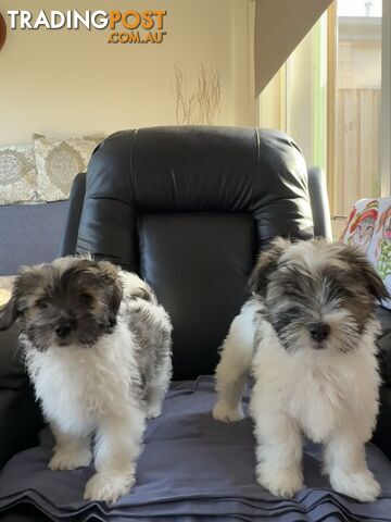 Maltese x Shih Tzu Puppies - 2 boys left!!!